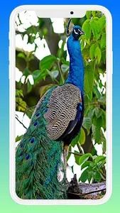 Beautiful Peacock Wallpaper screenshot 4
