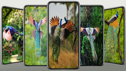 Beautiful Peacock Wallpaper screenshot 5