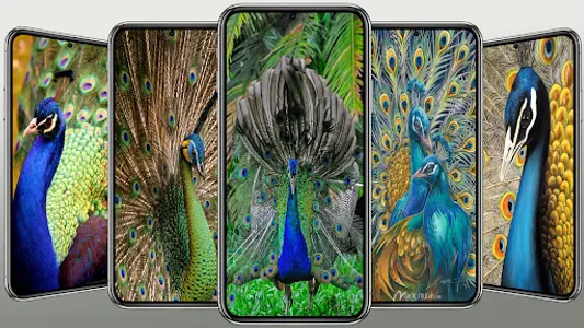 Beautiful Peacock Wallpaper screenshot 7