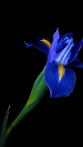 Flower Live Wallpaper 2 HD screenshot 0