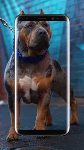 American Pitbull Wallpaper screenshot 1