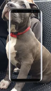 American Pitbull Wallpaper screenshot 12