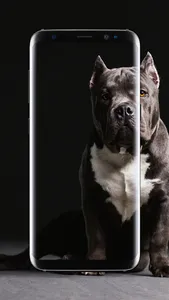 American Pitbull Wallpaper screenshot 16