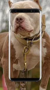 American Pitbull Wallpaper screenshot 3