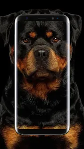 American Pitbull Wallpaper screenshot 4