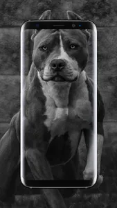 American Pitbull Wallpaper screenshot 5