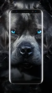 American Pitbull Wallpaper screenshot 6
