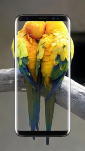 Budgie Bird Wallpaper screenshot 10
