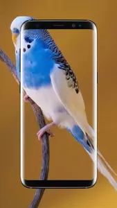 Budgie Bird Wallpaper screenshot 11