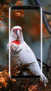 Budgie Bird Wallpaper screenshot 12