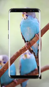Budgie Bird Wallpaper screenshot 13