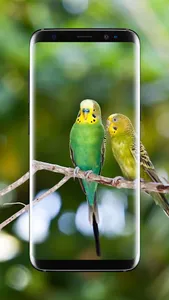 Budgie Bird Wallpaper screenshot 14