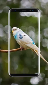 Budgie Bird Wallpaper screenshot 15