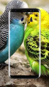 Budgie Bird Wallpaper screenshot 17