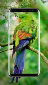 Budgie Bird Wallpaper screenshot 19
