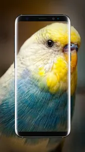 Budgie Bird Wallpaper screenshot 2