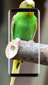 Budgie Bird Wallpaper screenshot 20