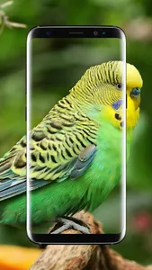 Budgie Bird Wallpaper screenshot 21
