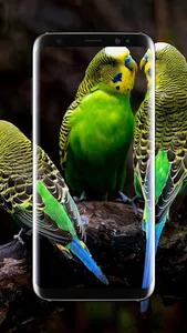 Budgie Bird Wallpaper screenshot 4