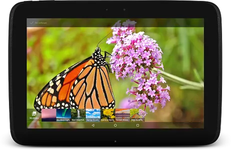 Wild Butterfly Live Wallpaper screenshot 12