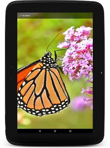 Wild Butterfly Live Wallpaper screenshot 13