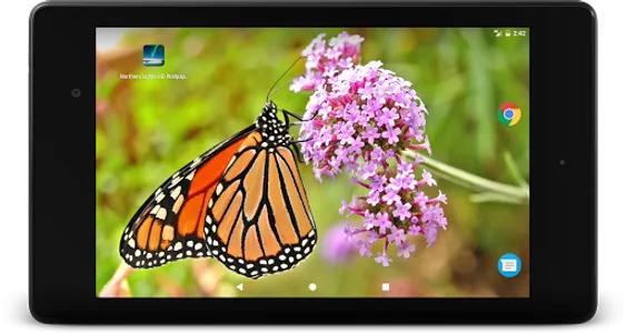 Wild Butterfly Live Wallpaper screenshot 6