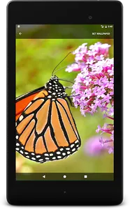 Wild Butterfly Live Wallpaper screenshot 7