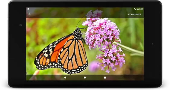 Wild Butterfly Live Wallpaper screenshot 8
