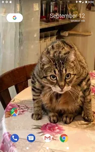 Cat Clock screenshot 1