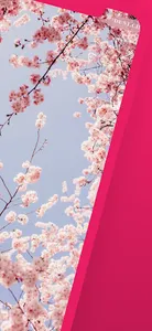 Blossom Cherry Wallpaper screenshot 1