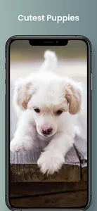 Cute Puppy Wallpapers screenshot 0