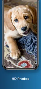 Cute Puppy Wallpapers screenshot 1