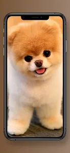 Cute Puppy Wallpapers screenshot 3