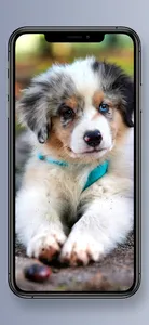 Cute Puppy Wallpapers screenshot 7