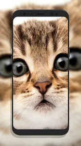 Cute Cat Wallpapers screenshot 0