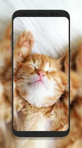 Cute Cat Wallpapers screenshot 3