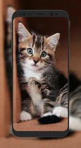 Cute Cat Wallpapers screenshot 4