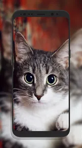 Cute Cat Wallpapers screenshot 6