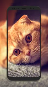 Cute Cat Wallpapers screenshot 7