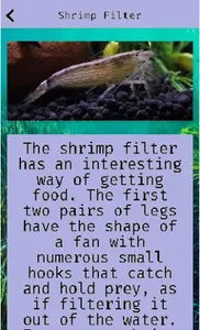 Shrimp screenshot 3