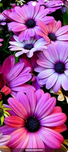 10000+ Flower Wallpapers screenshot 7