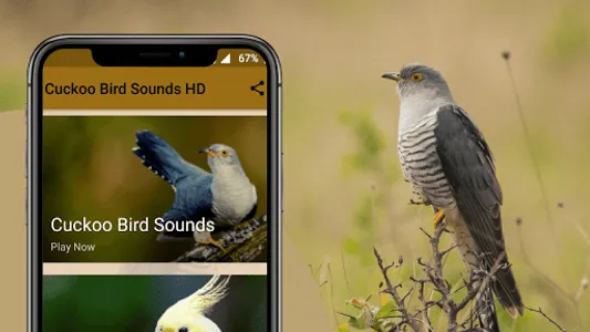Cuckoo Bird Sounds screenshot 1