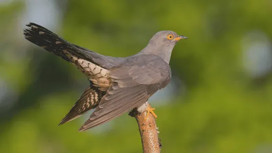 Cuckoo Bird Sounds screenshot 3
