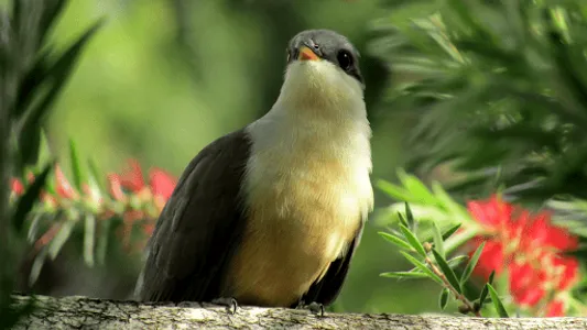 Cuckoo Bird Sounds screenshot 5