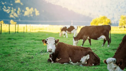 Farm Sounds Ringtone screenshot 3