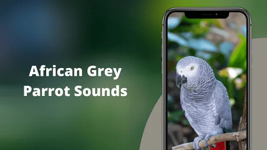 African Grey Parrot Sounds screenshot 0