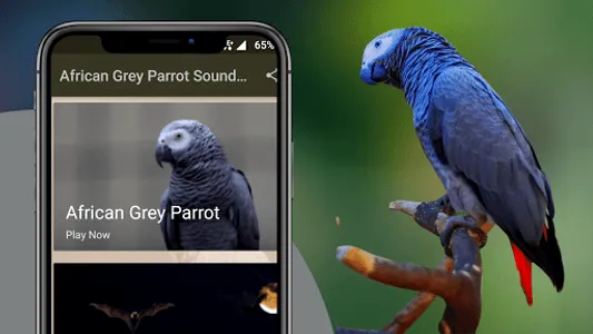 African Grey Parrot Sounds screenshot 1