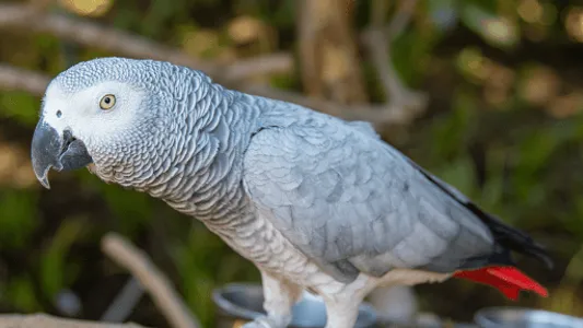 African Grey Parrot Sounds screenshot 5