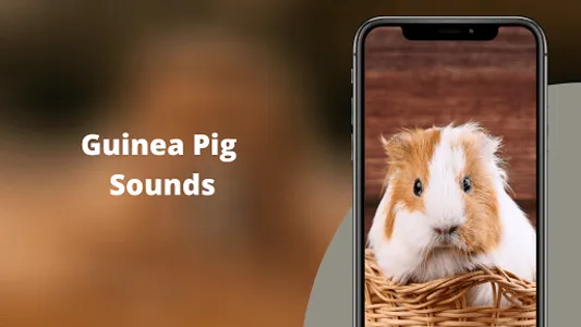 Guinea Pig Sounds screenshot 0