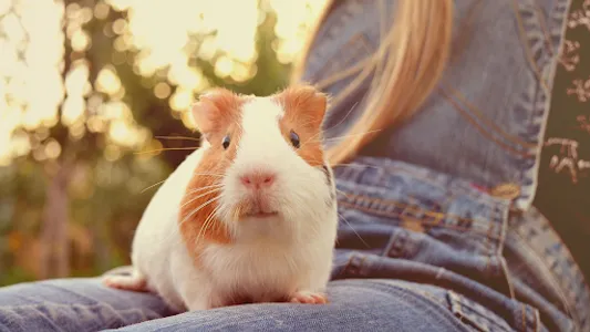 Guinea Pig Sounds screenshot 7